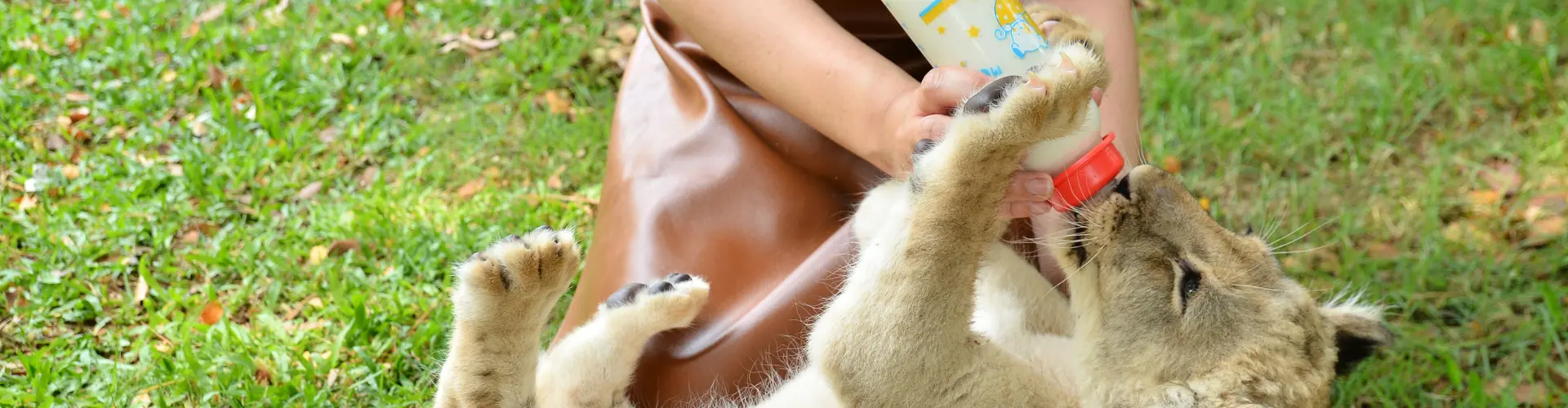 Leopard wird gefüttert