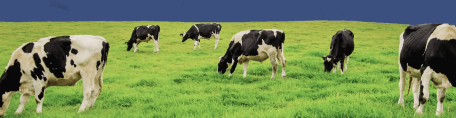 Upländer Bauernmolkerei GmbH cover