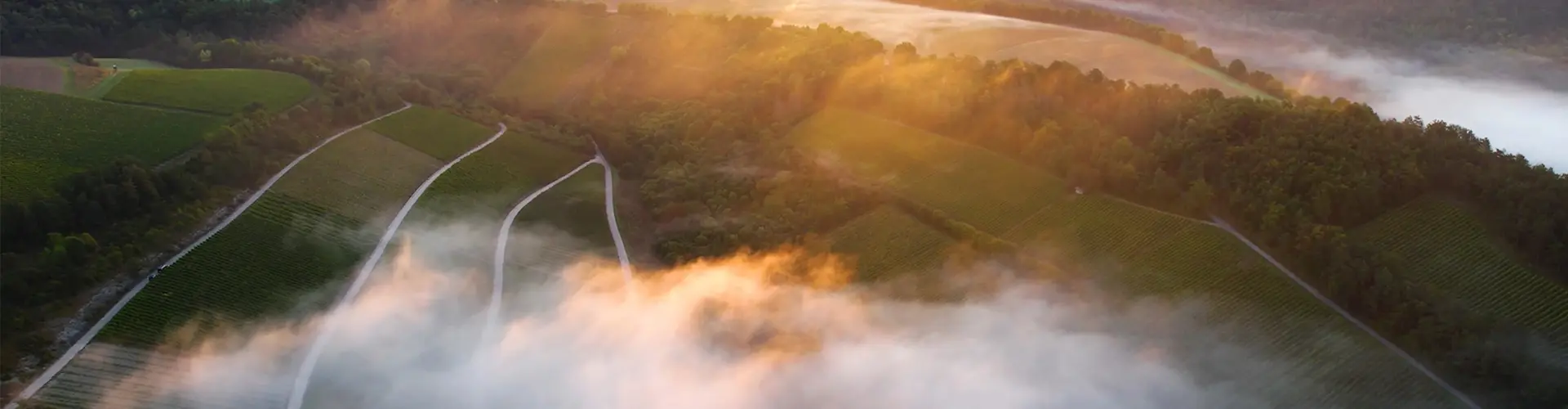 Winzergemeinschaft Franken eG (GWF) cover