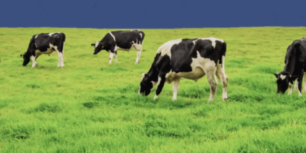 Upländer Bauernmolkerei GmbH